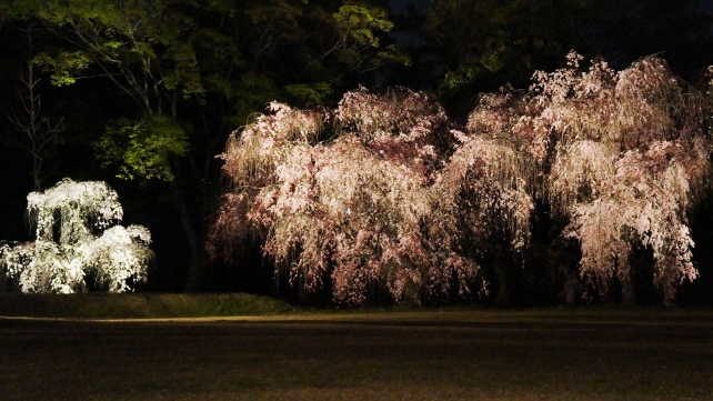 幻想的な夜桜につつまれた二条城の北大手門付近のライトアップ