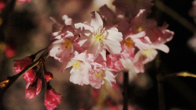 Nijo-jo Castle Kyoto cherry blossoms 夜桜 ライトアップ 春 二条城