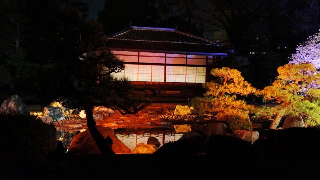 桜の名所の二条城の清流園の妖艶な夜桜ライトアップ