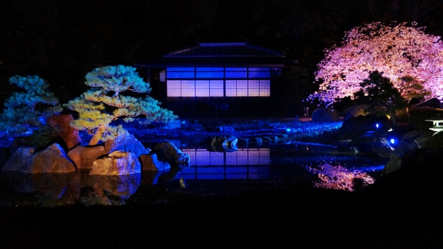 桜の名所の二条城の清流園の幻想的で華やかな夜桜ライトアップ