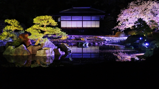 京都二条城の清流園の桜ライトアップと美しい桜の水鏡
