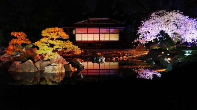 桜の名所の二条城の清流園の魅惑の夜桜ライトアップ