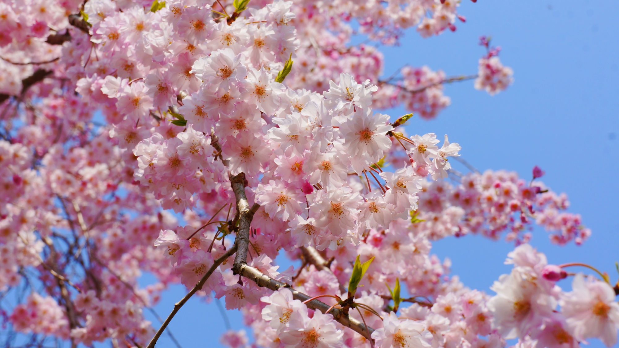 溢れるピンクや白の桜