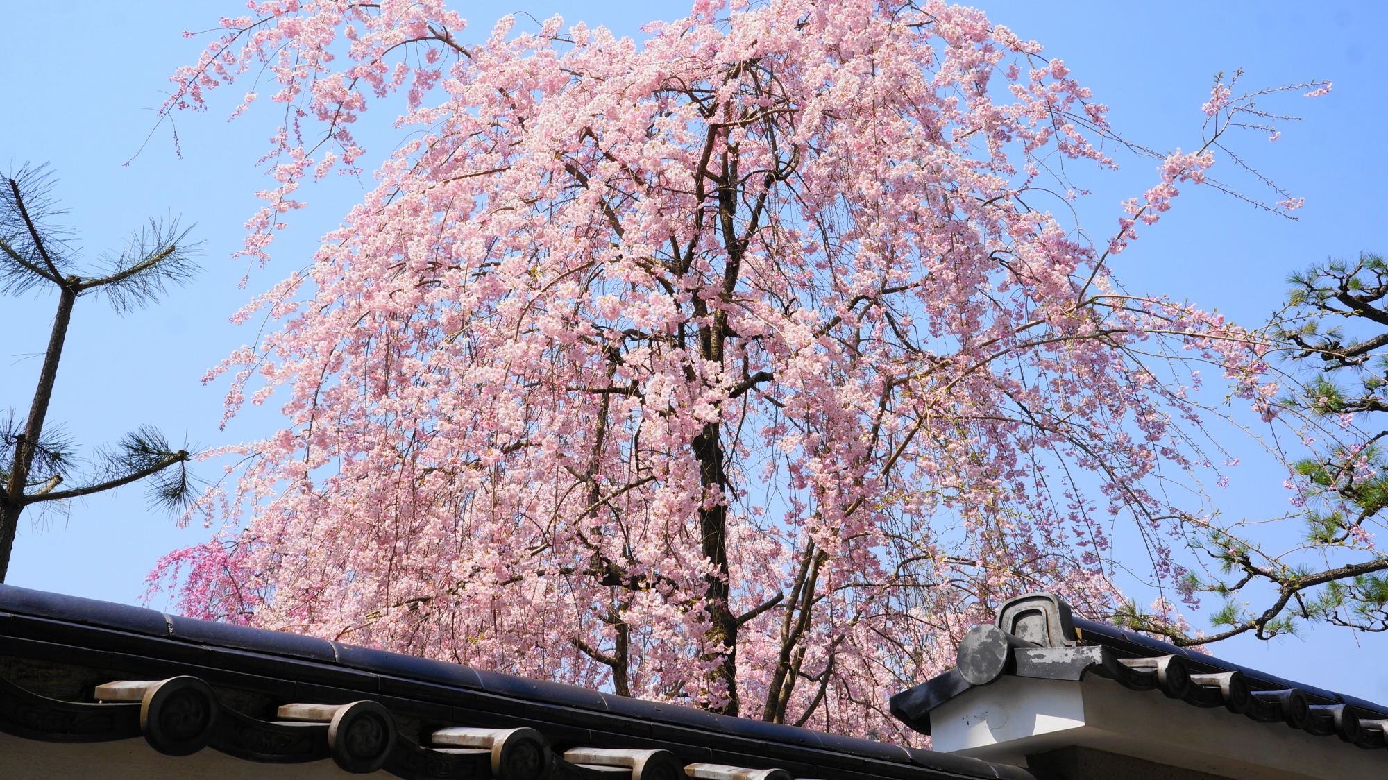妙満寺の春を彩る華やかなしだれ桜