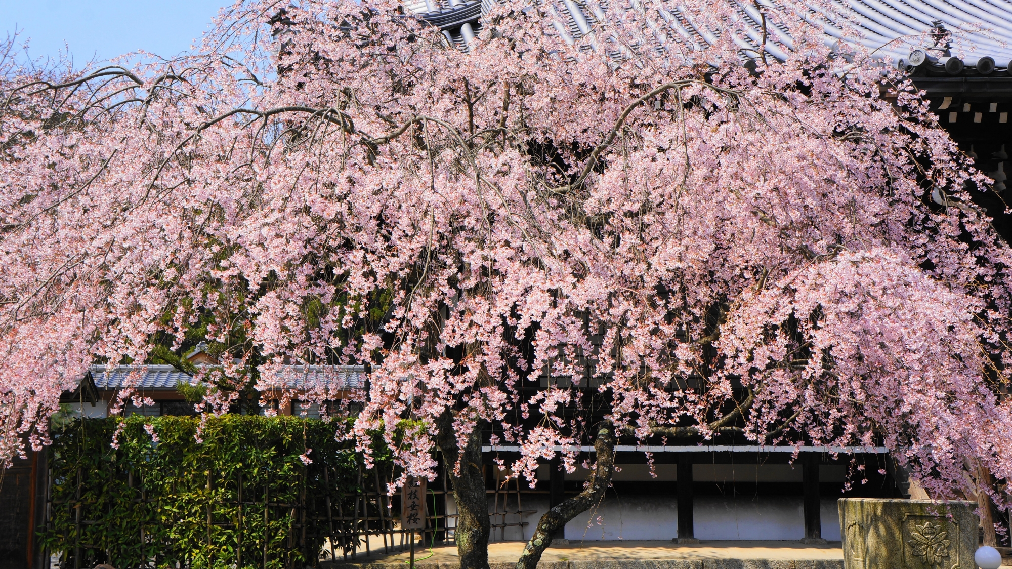 妙満寺の豪快に咲き誇る桜