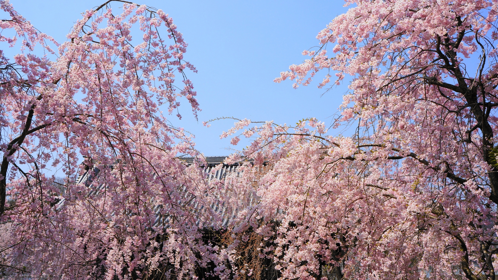大書院をつつむ満開の桜