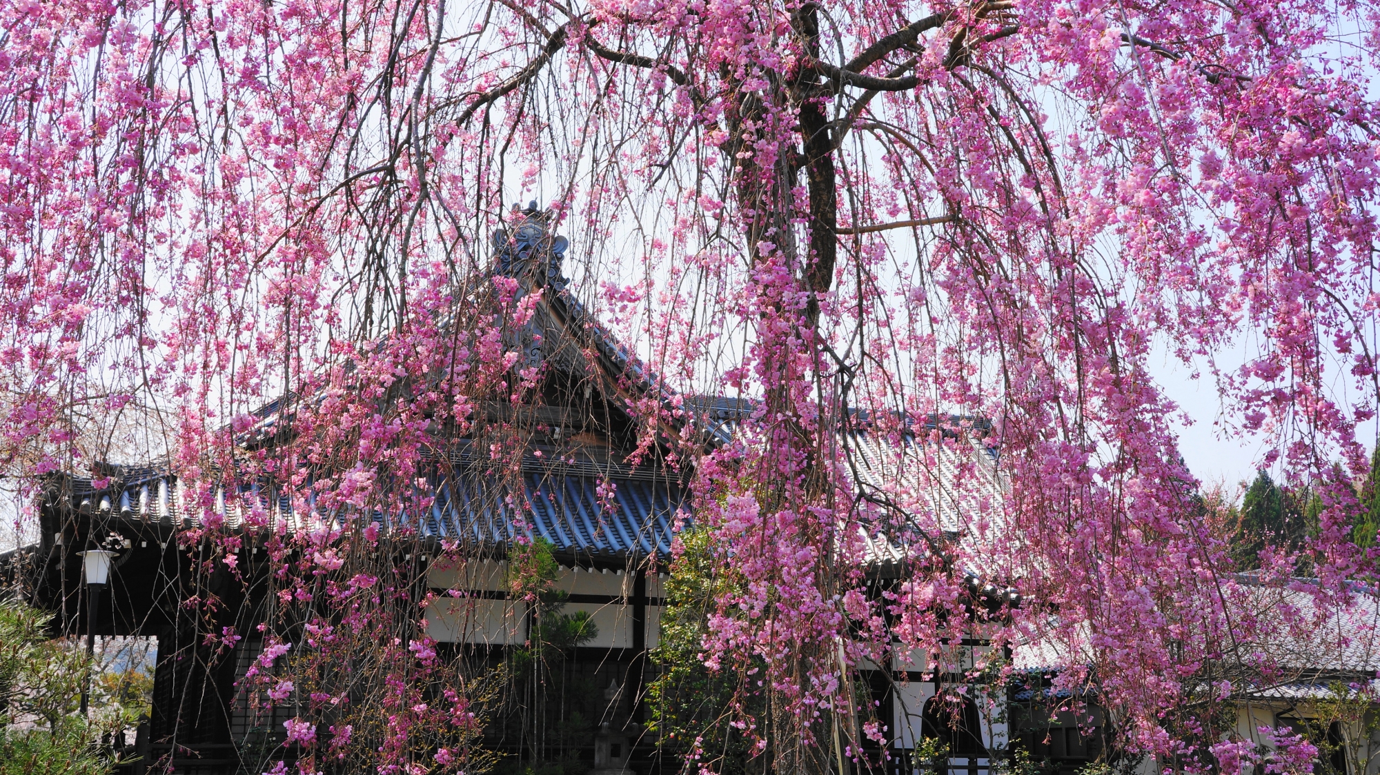 大書院を濃いピンクに染める桜