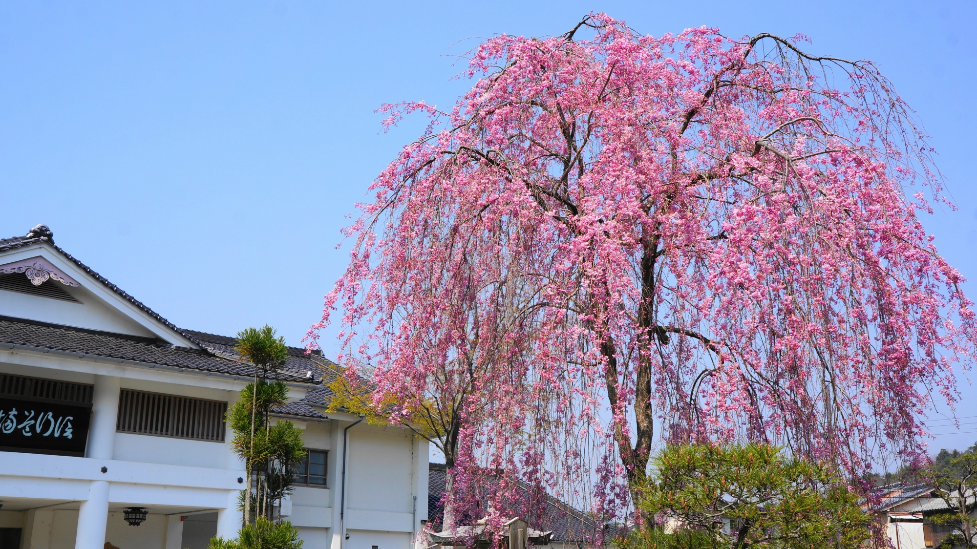 鮮やかな濃いピンクのしだれ桜