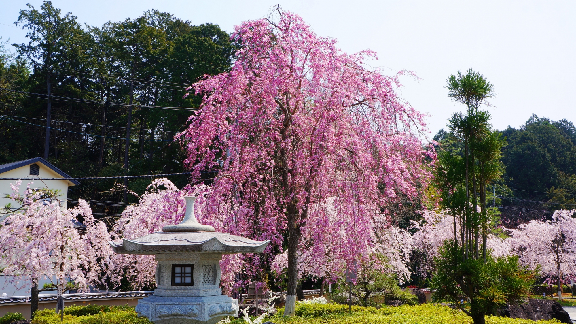 桜園の華やかなピンクの桜を背景にすれば鮮やかさが際立つ桜