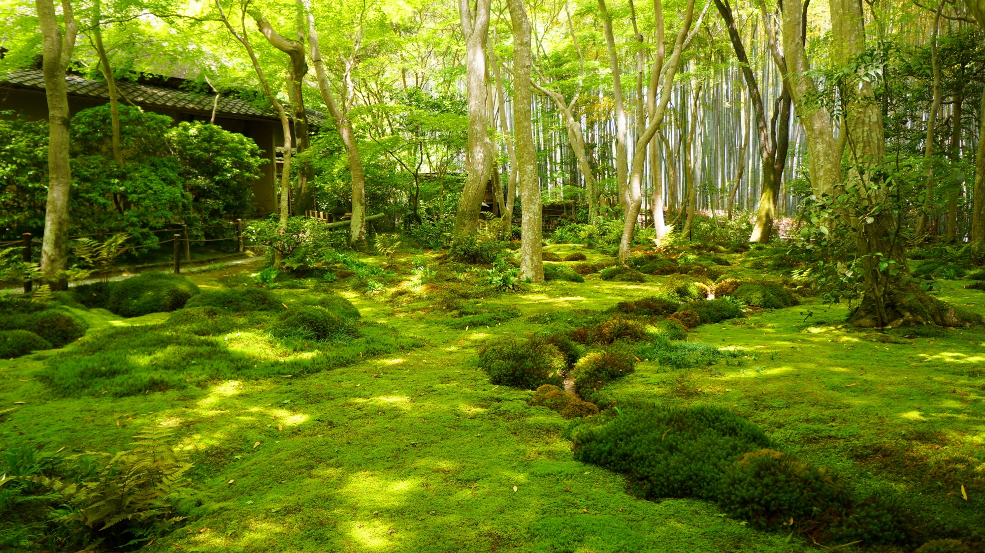 奥嵯峨の柔らかい緑の空間　祇王寺の新緑
