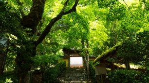 新緑の寂光院の山門前石段