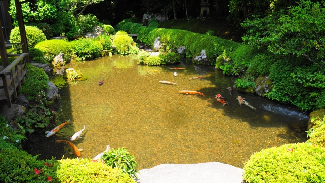 新緑の寂光院の四方正面の池