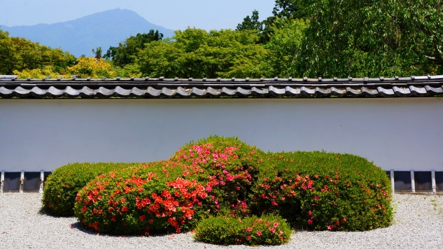 正伝寺の獅子の児渡し庭園の美しいサツキと比叡山