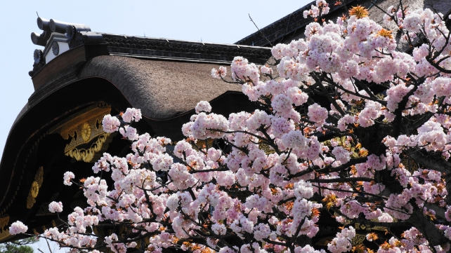 二条城の唐門と里桜