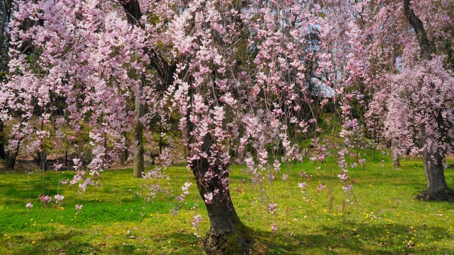 京都二条城の緑の芝とピンクのしだれ桜