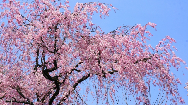 二条城の見ごろの華やかな枝垂れ桜