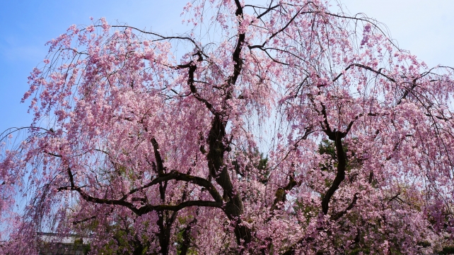 二条城の西橋付近の満開のしだれ桜