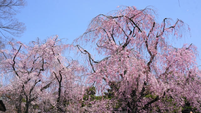 桜の名所の二条城の見事な枝垂れ桜