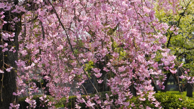 Kyoto Nijo-jo Castle weeping cherry tree 満開 春 二条城 しだれ桜