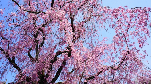 桜の名所の二条城の満開のしだれ桜 4月