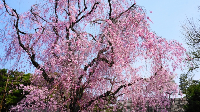華やかなしだれ桜につつまれた二条城西橋付近