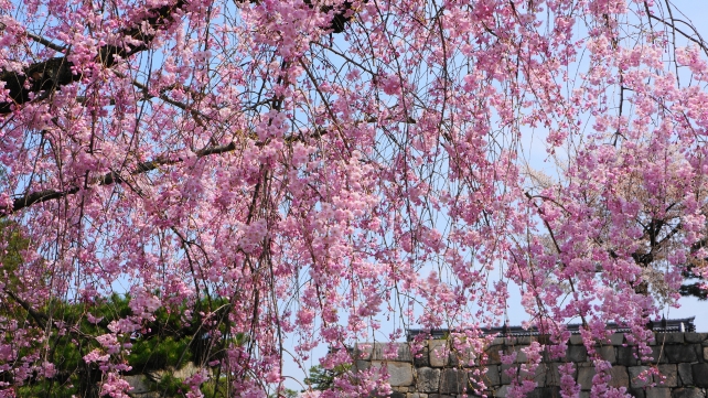 二条城の鮮やかな枝垂れ桜と石垣