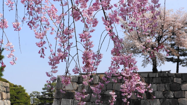 桜の名所の二条城の鮮やかな枝垂れと石垣（西橋付近）