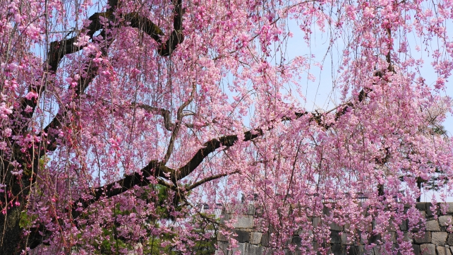 二条城のピンクのしだれ桜と石垣