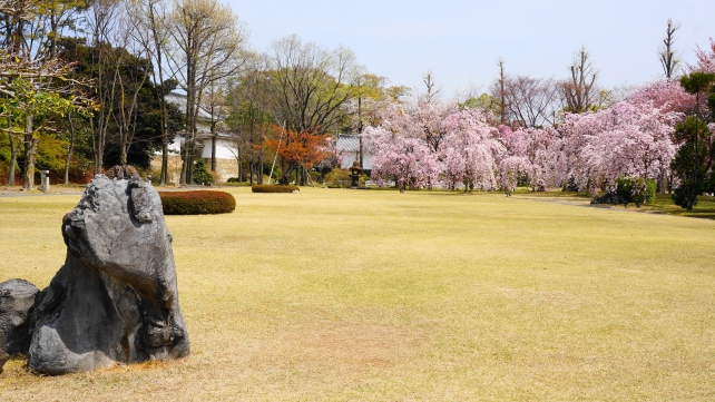 桜の名所の二条城の北大手門付近の華やかな満開のしだれ桜