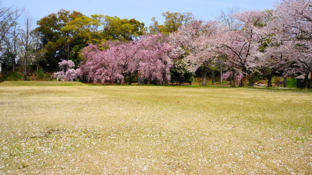 二条城の北大手門付近の満開の見事なしだれ桜