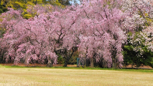 桜の名所の二条城のピンクの華やかな枝垂れ桜
