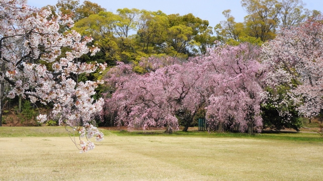 Nijo-jo Castle Kyoto cherry blossoms 満開 春 二条城