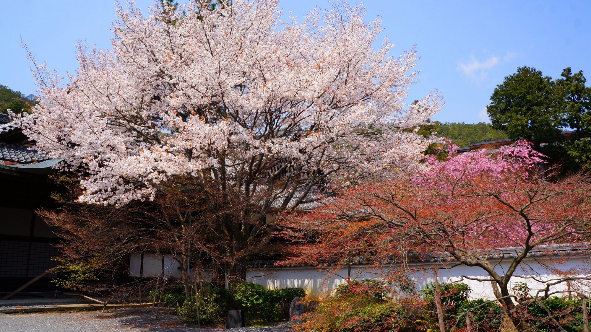 実相院の優雅に咲き誇る満開の桜