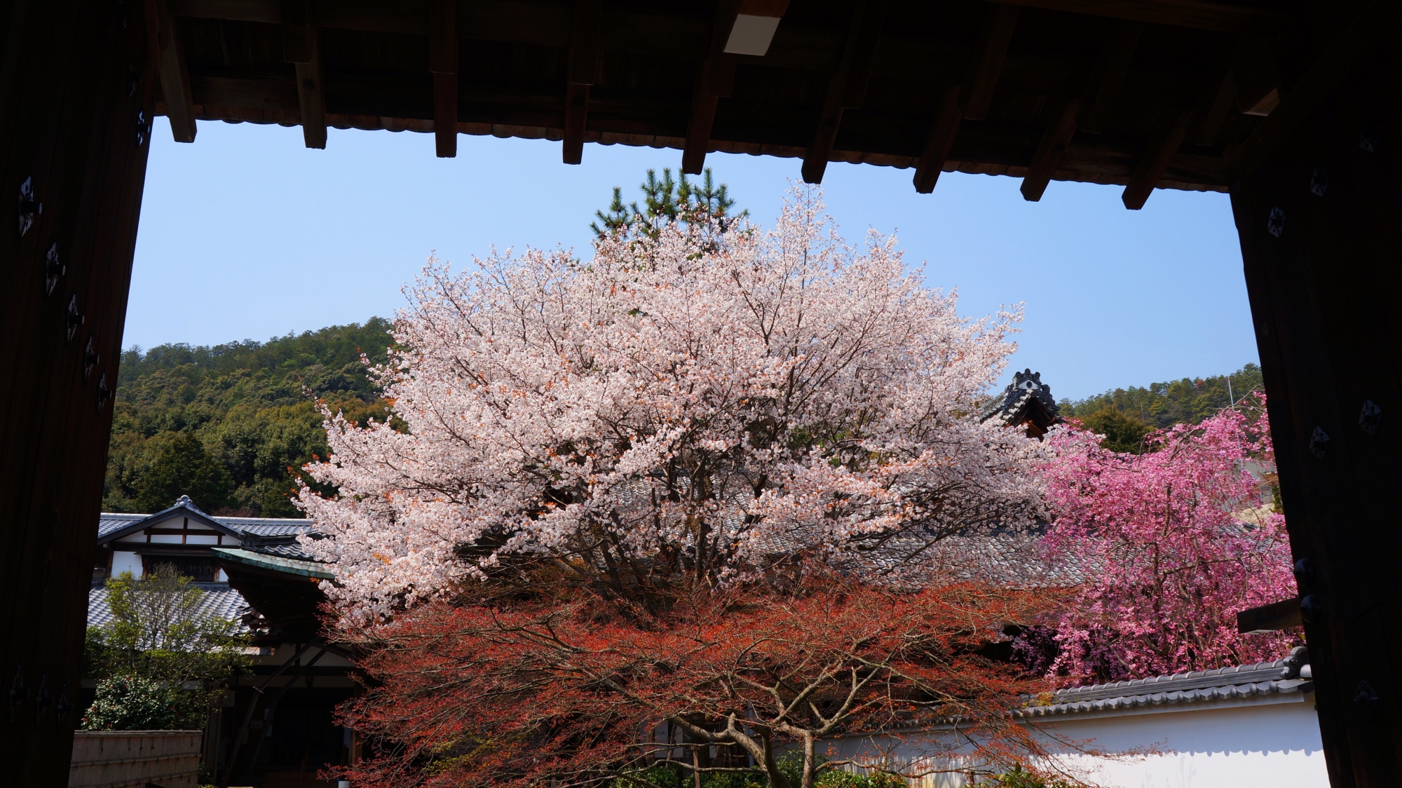 山門の下から眺めたソメイヨシノと石庭のしだれ桜