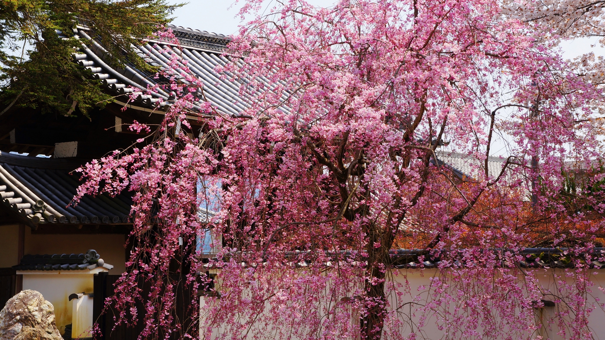 実相院の山門や石庭を春色につつむしだれ桜