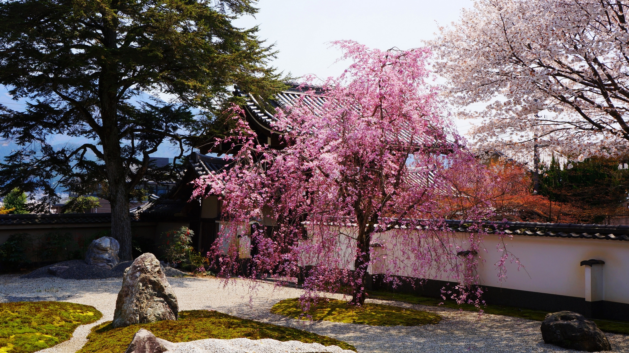 一般市民が改修を手伝ったこころのお庭の桜