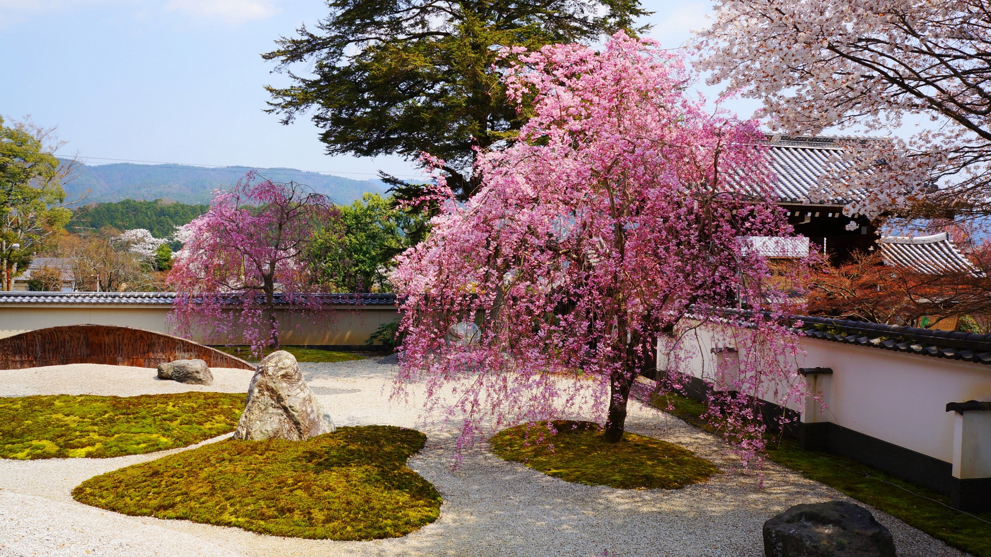 実相院の素晴らしい桜と春の情景