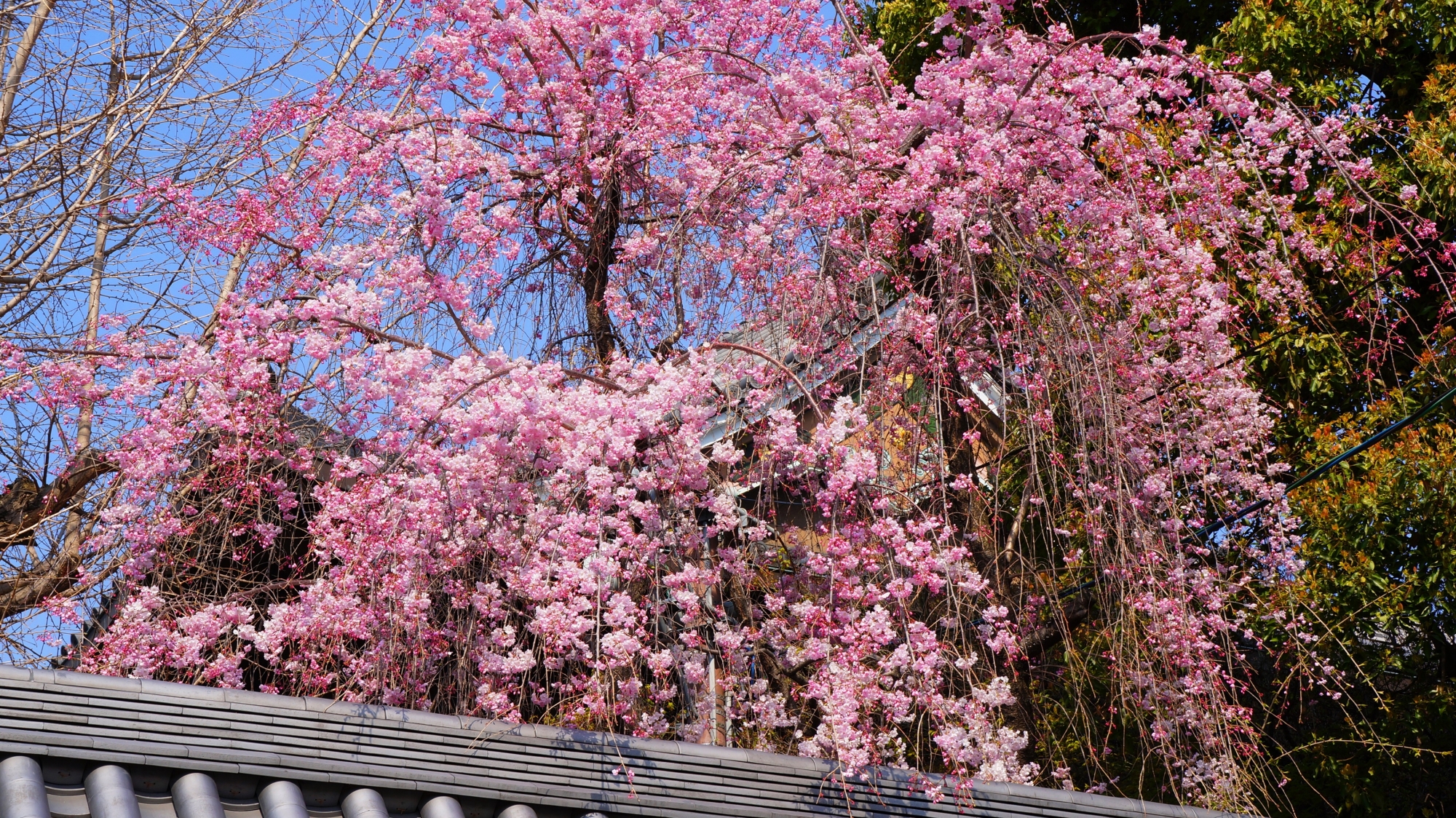 勅使門横の鮮やかなしだれ桜