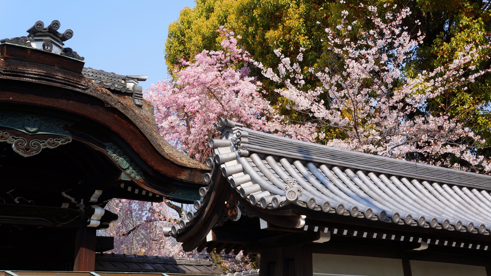 佛光寺の勅使門と桜