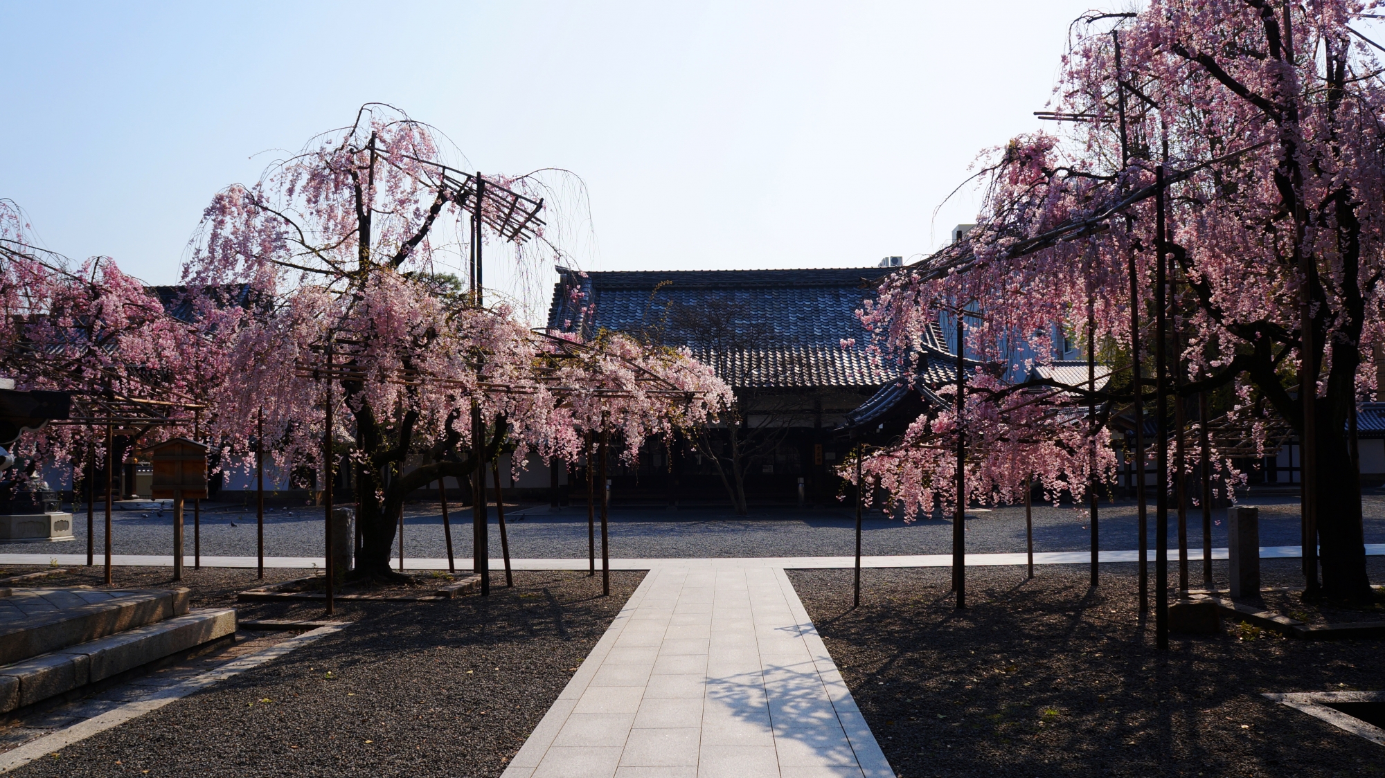 佛光寺の阿弥陀堂と御影堂側から眺めた輝くしだれ桜