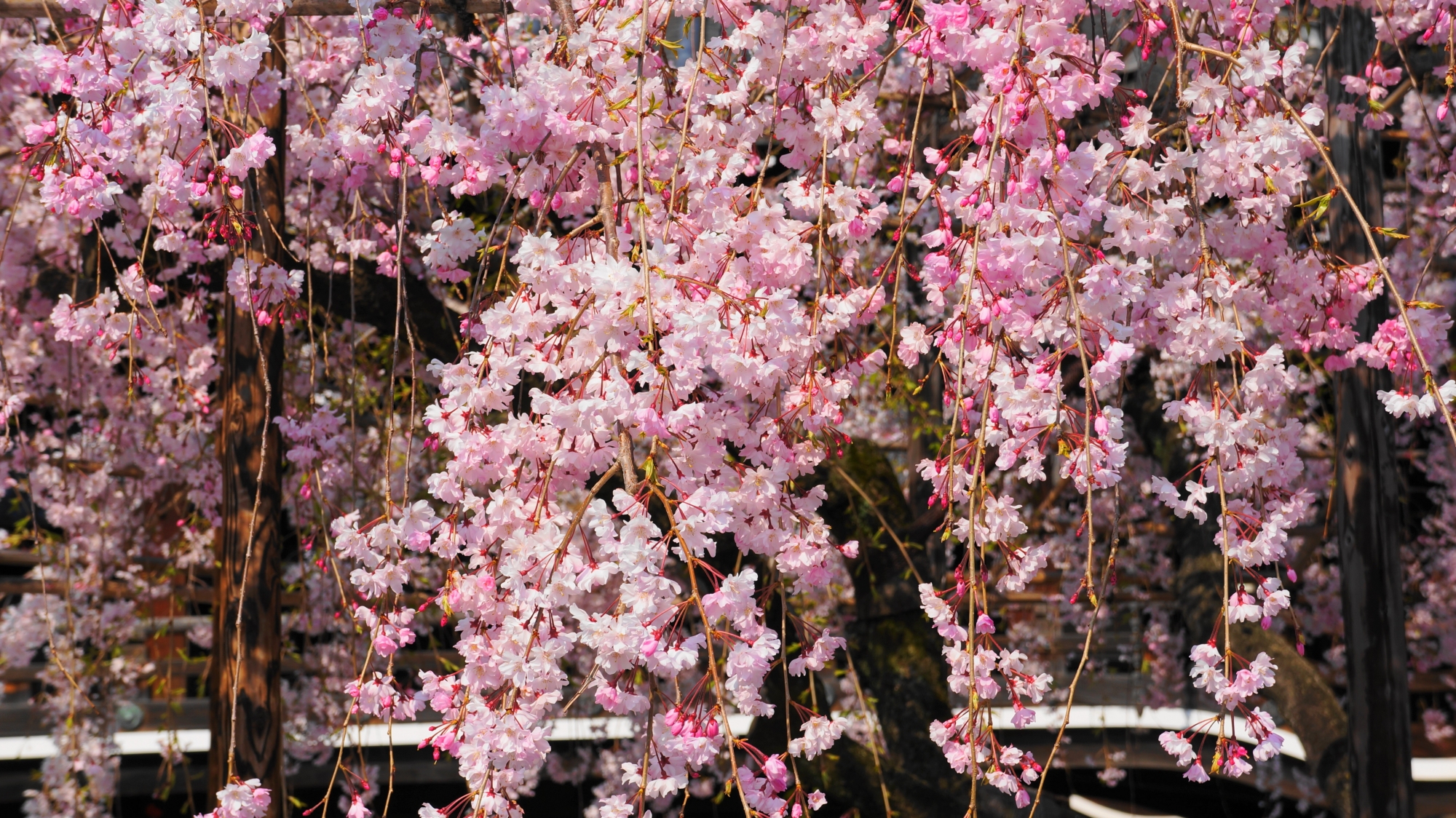 近くでも見ると可愛い繊細な桜の花