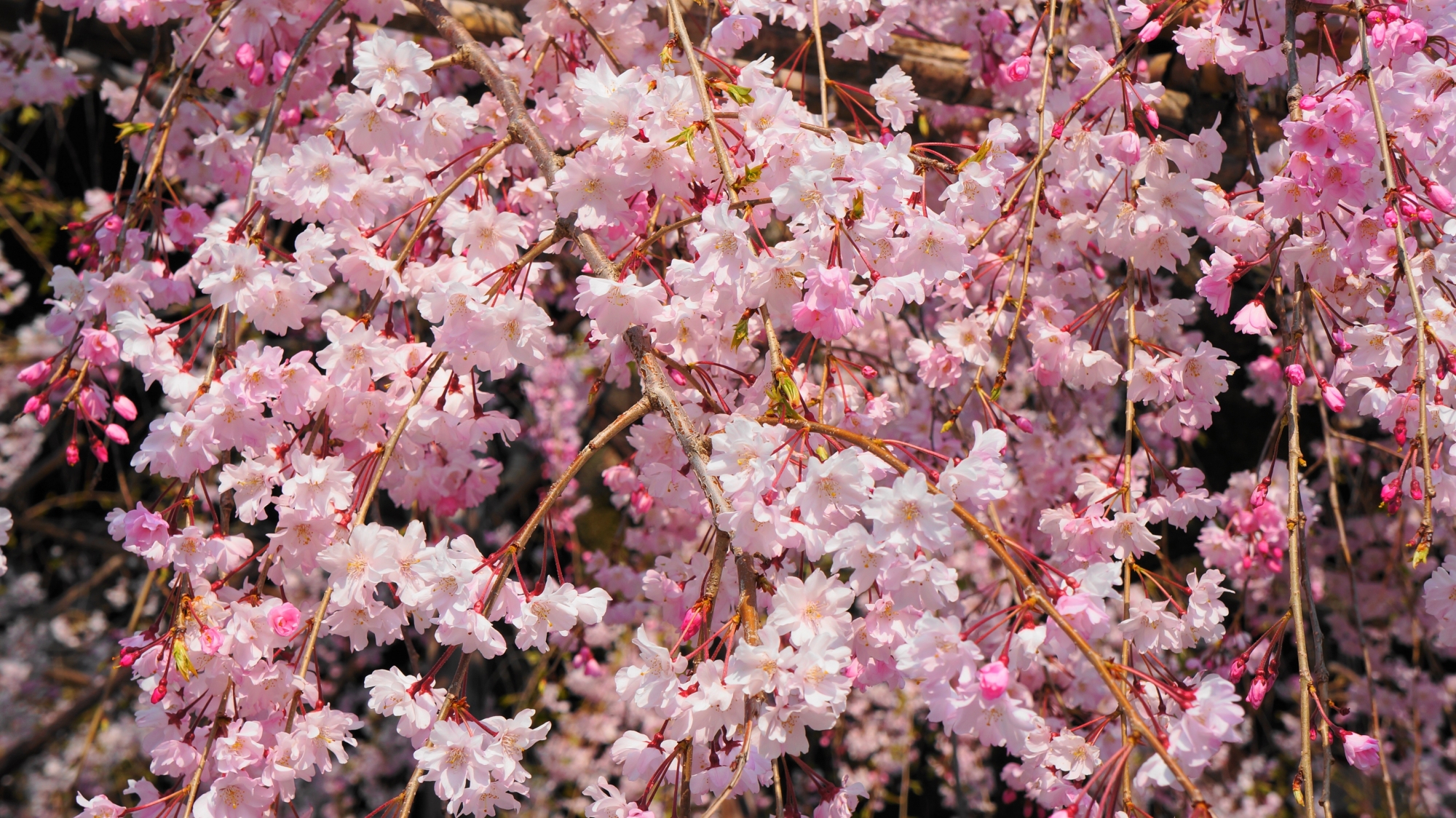 賑やかなピンクの花で賑わう桜