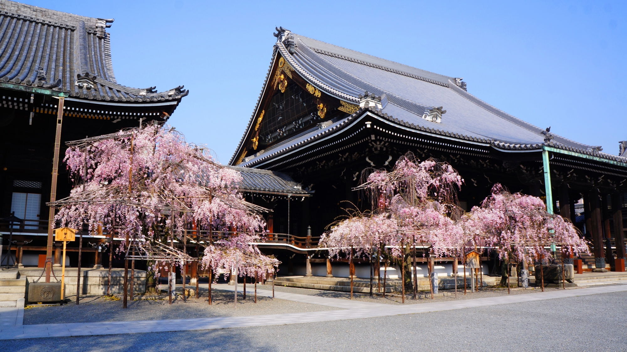 佛光寺の素晴らしいしだれ桜と春色