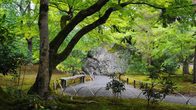 天龍寺塔頭宝厳院の獅子吼の庭の碧岩と新緑
