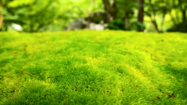 宝厳院の獅子吼の庭の碧岩付近の綺麗な苔