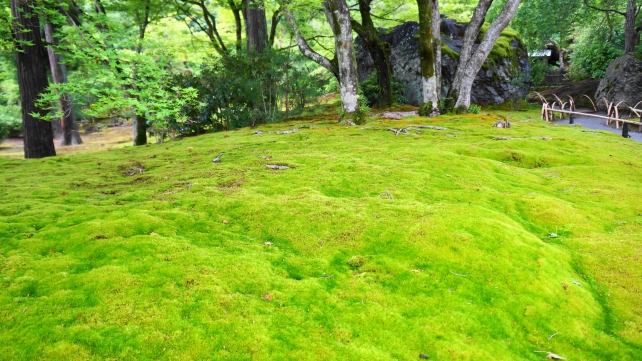 獅子吼の庭の碧岩付近の美しい苔