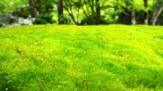 宝厳院の獅子吼の庭の碧岩付近の緑の苔