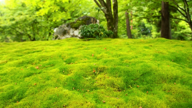 宝厳院の獅子吼の庭の碧岩付近の美しい苔