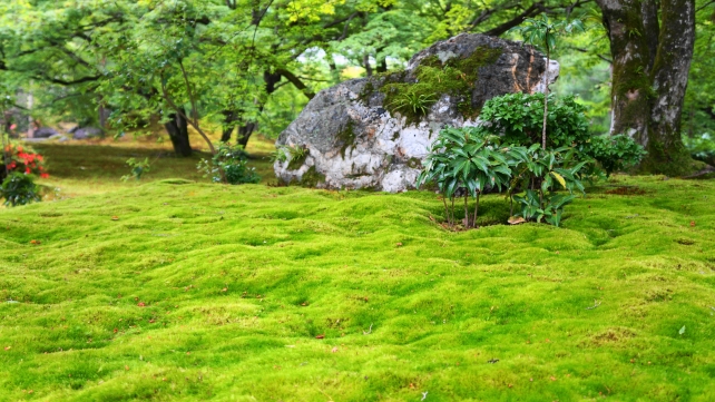 天龍寺塔頭宝厳院の獅子吼の庭の碧岩付近の優雅な苔