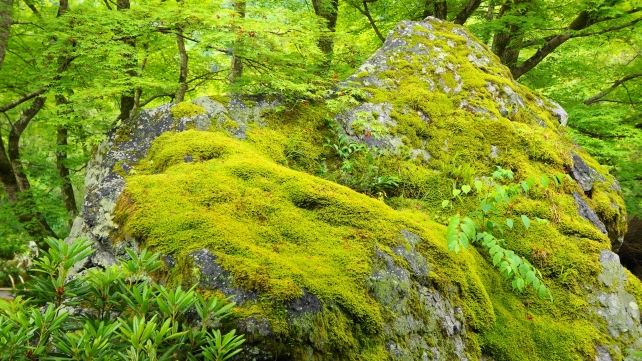 獅子岩の美しい苔